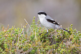 Image. Southern Grey Shrike