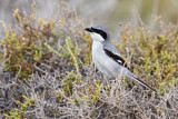 Image. Southern Grey Shrike