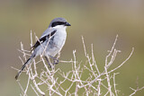 Image. Southern Grey Shrike