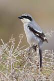Image. Southern Grey Shrike