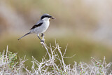 Image. Southern Grey Shrike