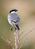 Image. Southern Grey Shrike