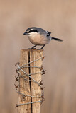 Image. Southern Grey Shrike