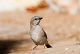Image. Southern Grey-headed Sparrow