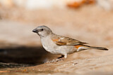 Image. Southern Grey-headed Sparrow