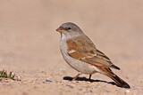 Image. Southern Grey-headed Sparrow