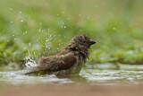 Image. Southern Grey-headed Sparrow