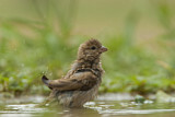 Image. Southern Grey-headed Sparrow