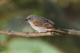 Image. Southern Grey-headed Sparrow