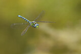Image. Southern Hawker
