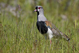 Image. Southern Lapwing