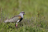 Image. Southern Lapwing