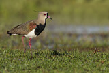 Image. Southern Lapwing