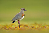 Image. Southern Lapwing