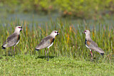 Image. Southern Lapwing
