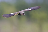 Image. Southern Lapwing