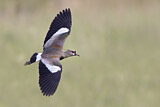 Image. Southern Lapwing