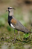 Image. Southern Lapwing