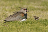 Image. Southern Lapwing