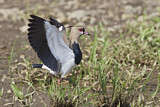 Image. Southern Lapwing