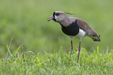 Image. Southern Lapwing