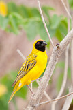 Image. Southern Masked Weaver