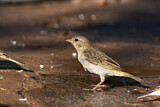 Image. Southern Masked Weaver