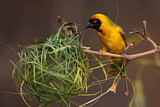 Image. Southern Masked Weaver