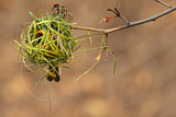 Image. Southern Masked Weaver