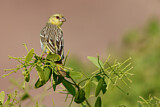 Image. Southern Masked Weaver