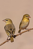 Image. Southern Masked Weaver