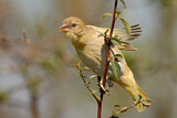 Image. Southern Masked Weaver