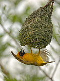 Image. Southern Masked Weaver