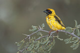 Image. Southern Masked Weaver