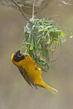 Image. Southern Masked Weaver