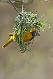 Image. Southern Masked Weaver