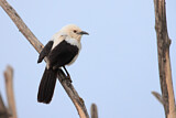Image. Southern Pied Babbler