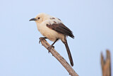 Image. Southern Pied Babbler