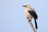 Image. Southern Pied Babbler