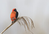 Image. Southern Red Bishop