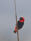 Image. Southern Red Bishop