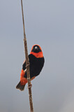 Image. Southern Red Bishop
