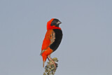 Image. Southern Red Bishop