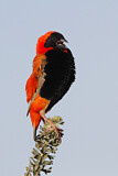 Image. Southern Red Bishop