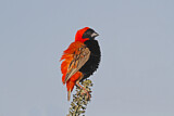 Image. Southern Red Bishop
