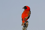 Image. Southern Red Bishop