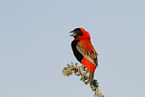 Image. Southern Red Bishop