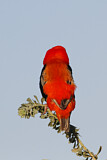 Image. Southern Red Bishop