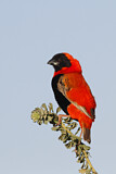 Image. Southern Red Bishop