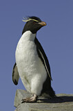 Image. Southern Rockhopper Penguin 